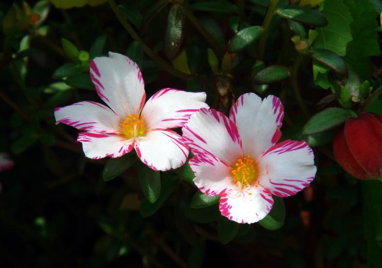 Free stock image of Flowers in the Garden created by Pixabay