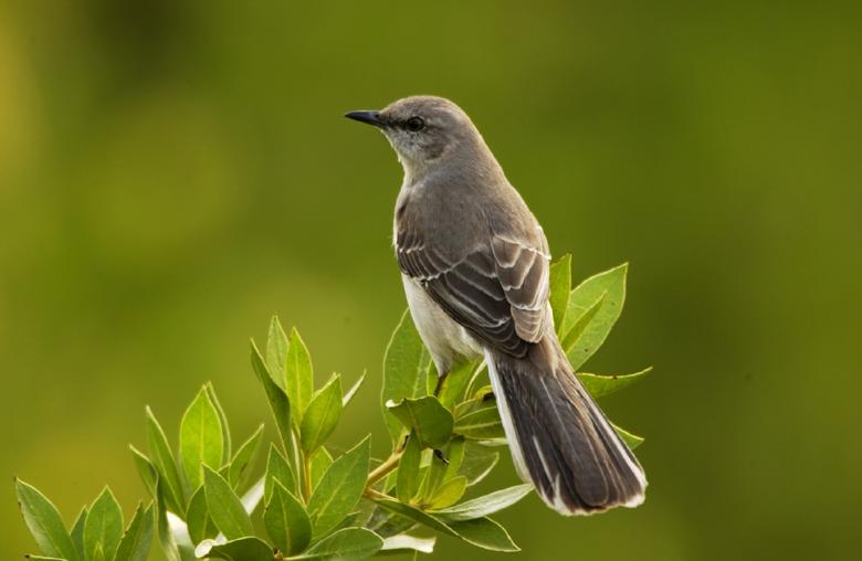 Free stock image of Mockingbird on the Branch created by Pixabay