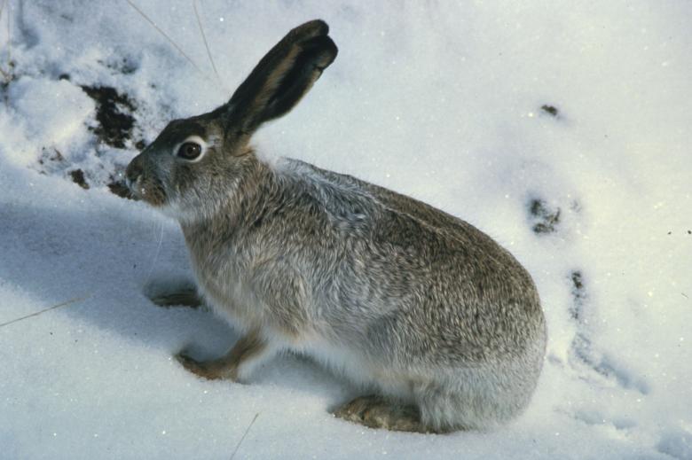 Free stock image of Rabbit in the Snow created by Pixabay
