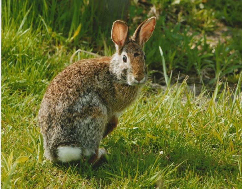 Free stock image of Wild Rabbit created by Pixabay