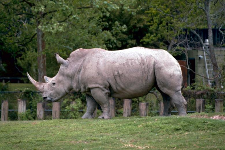 Free stock image of Rhino in the Zoo created by Pixabay