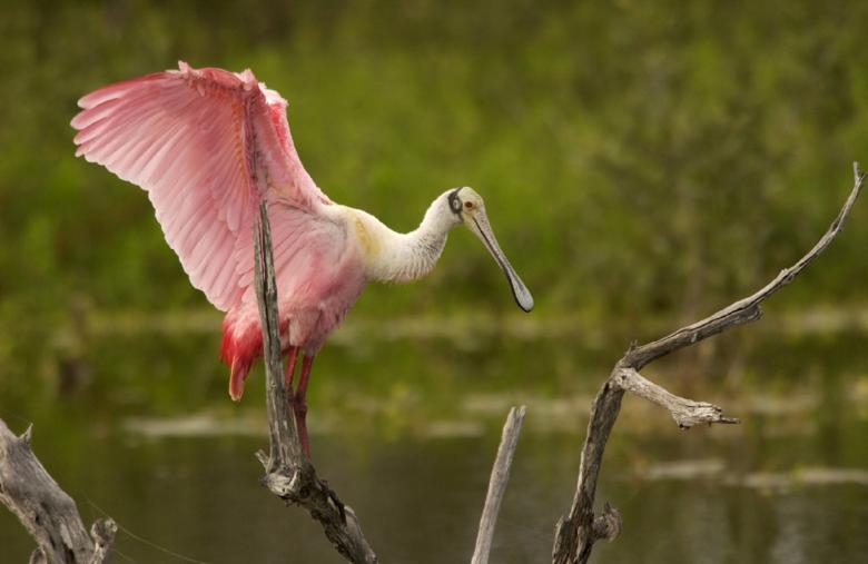 Free stock image of Spoonbill on the Branch created by Pixabay