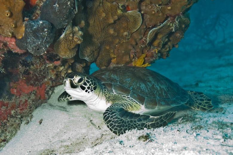 Free stock image of Turtle in the Sea created by Pixabay