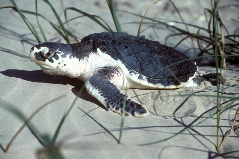 Free stock image of Turtle in the Sand created by Pixabay