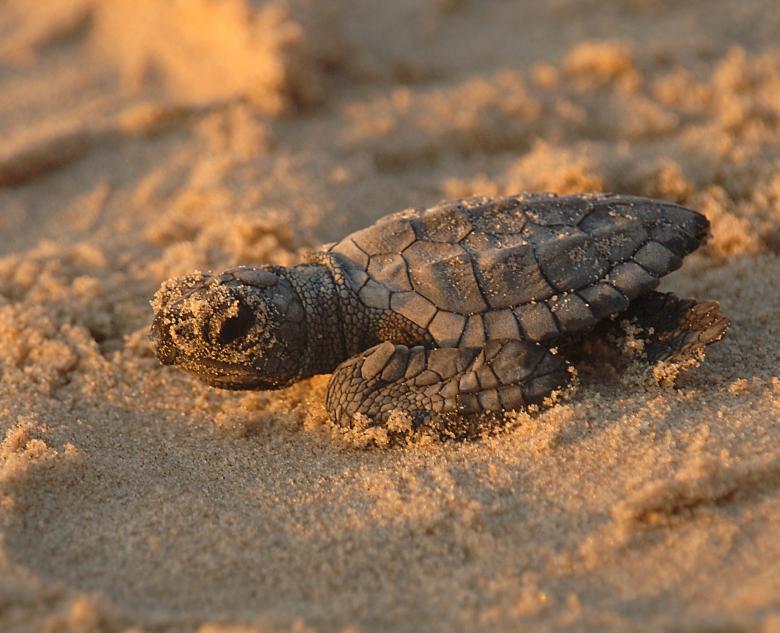 Free stock image of Turtle in the Sand created by Pixabay