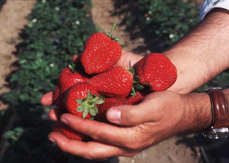 Free stock image of Fresh Strawberries created by Pixabay