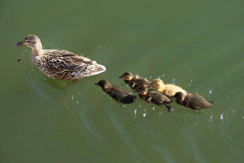 Free stock image of Ducks in the River created by Pixabay