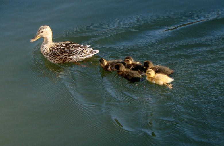Free stock image of Ducks in the River created by Pixabay