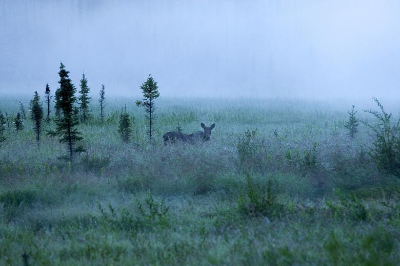 Free stock image of Foggy created by Pixabay