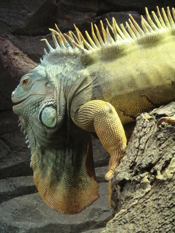 Free stock image of Wild Iguana created by Pixabay
