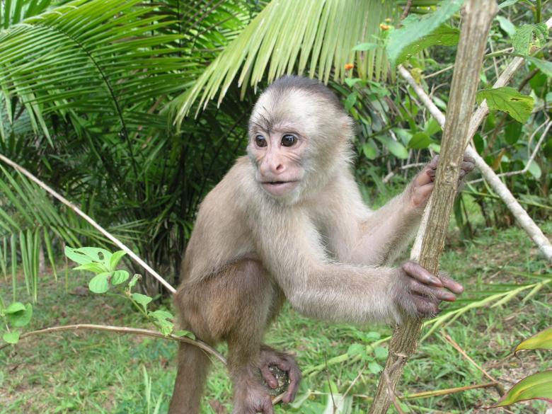 Free stock image of Monkey on the Branch created by Pixabay