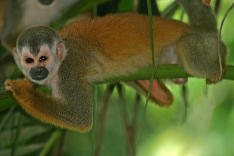 Free stock image of Monkey on the Branch created by Pixabay