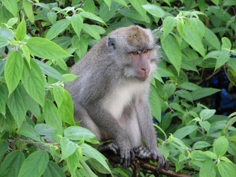 Free stock image of Monkey on the Tree created by Pixabay