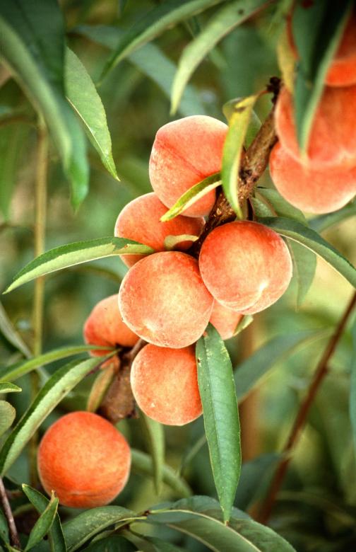 Free stock image of Fresh Peaches on the Tree created by Pixabay