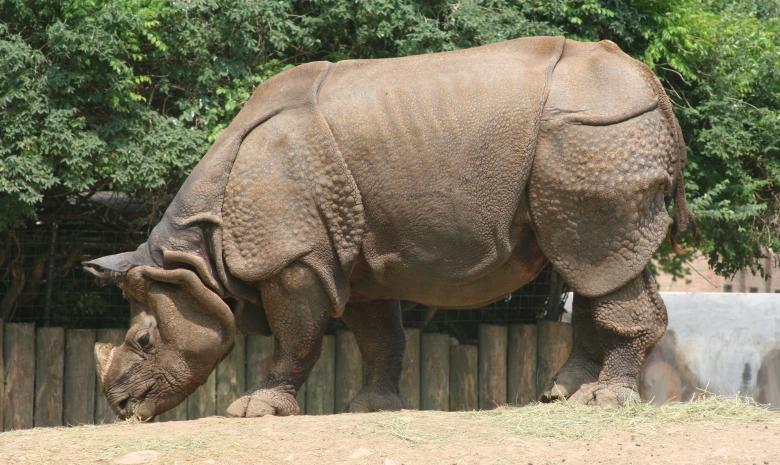 Free stock image of Rhino in the Zoo created by Pixabay