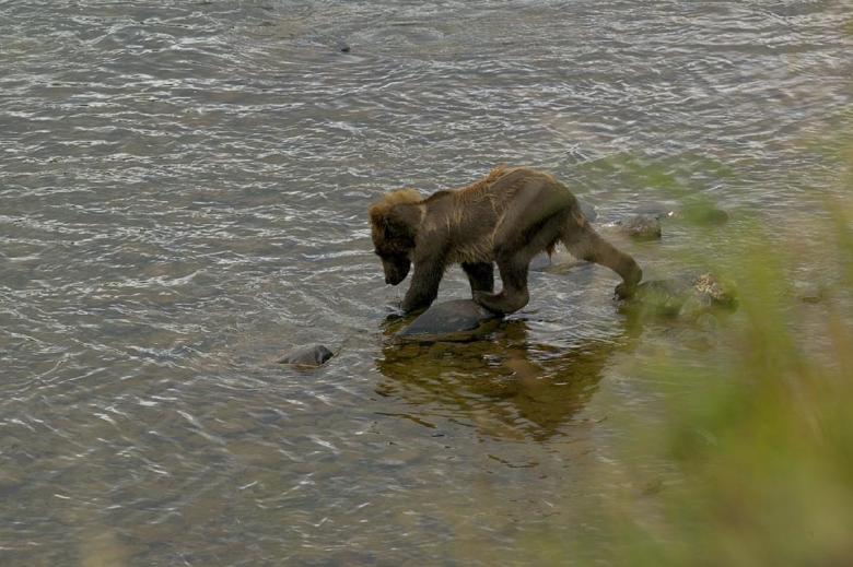 Free stock image of Grizzly in the River created by Pixabay