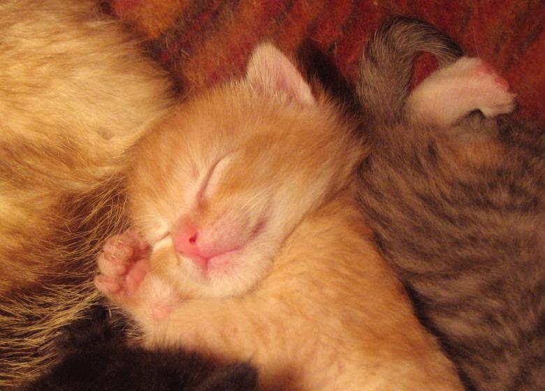 Free stock image of Little Cat created by Pixabay