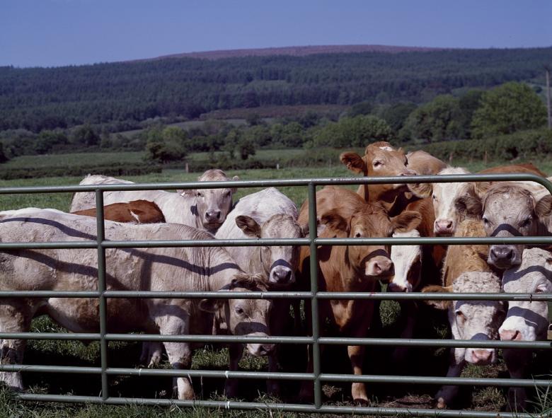Free stock image of Cattle Farm created by Pixabay
