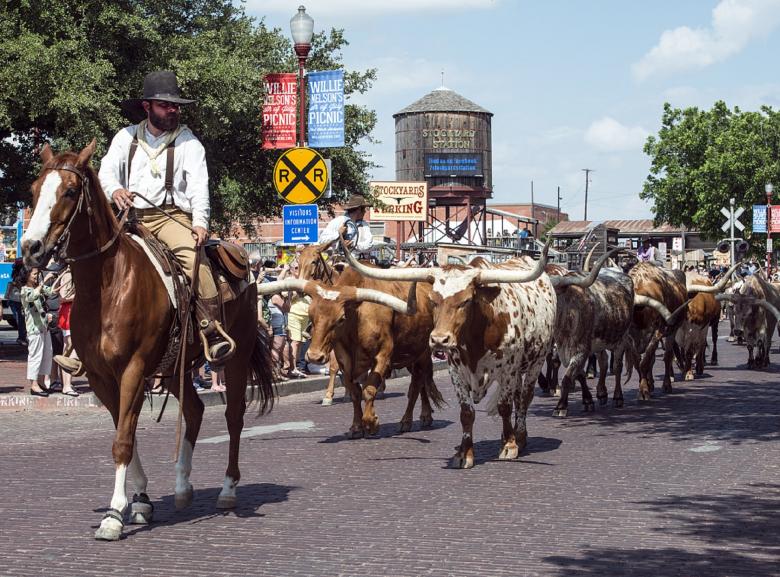 Free stock image of Cowboy Leading Bulls created by Pixabay