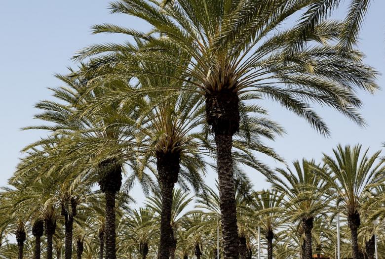 Free stock image of Palm Trees created by Pixabay