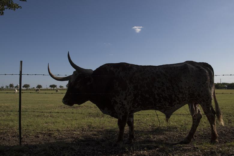 Free stock image of Cattle Farm created by Pixabay