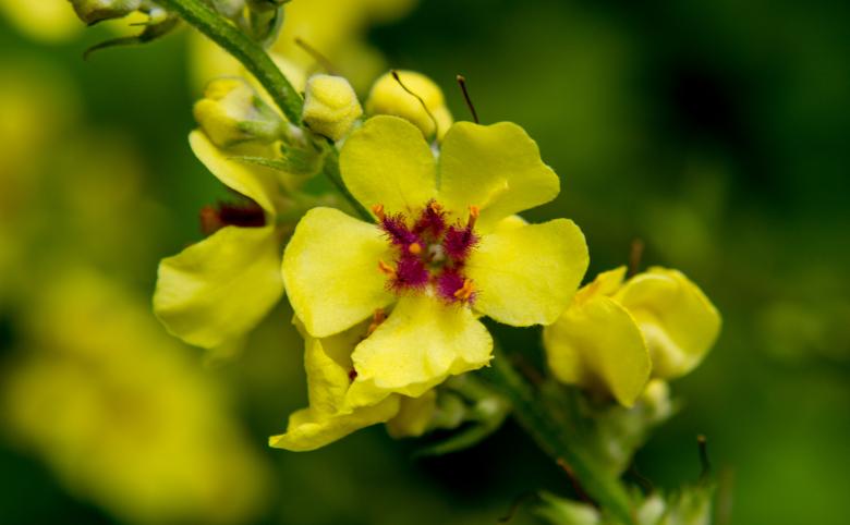 Free stock image of Yellow flower created by Alen