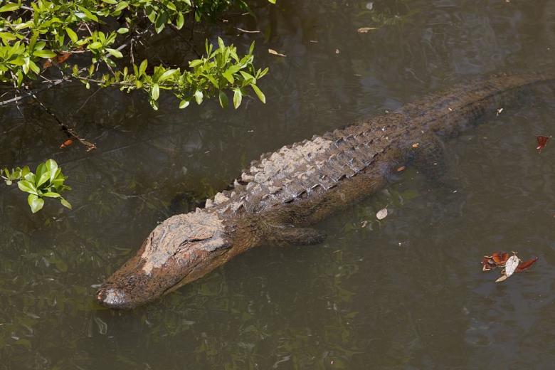 Free stock image of Crocodile in the River created by Pixabay