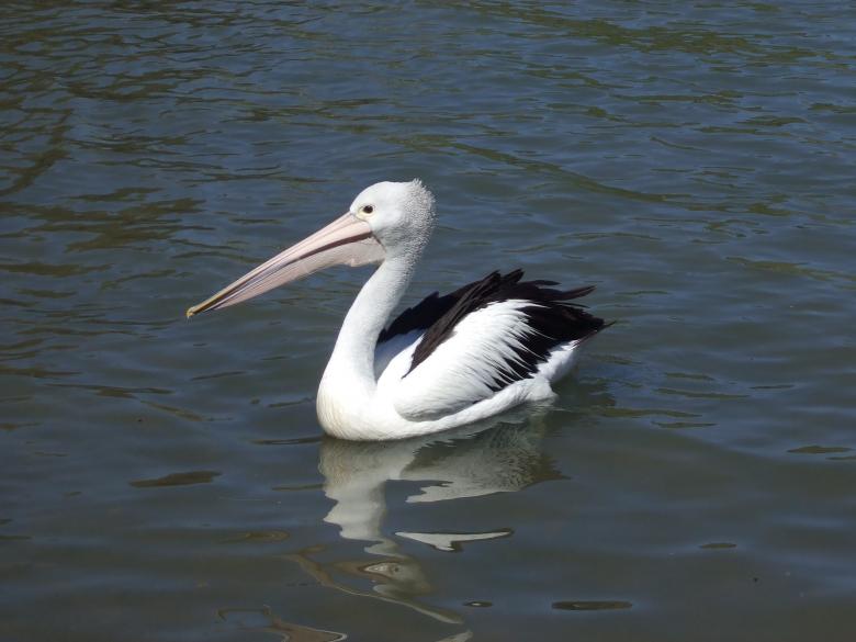 Free stock image of Australian Pelican in the River created by Pixabay