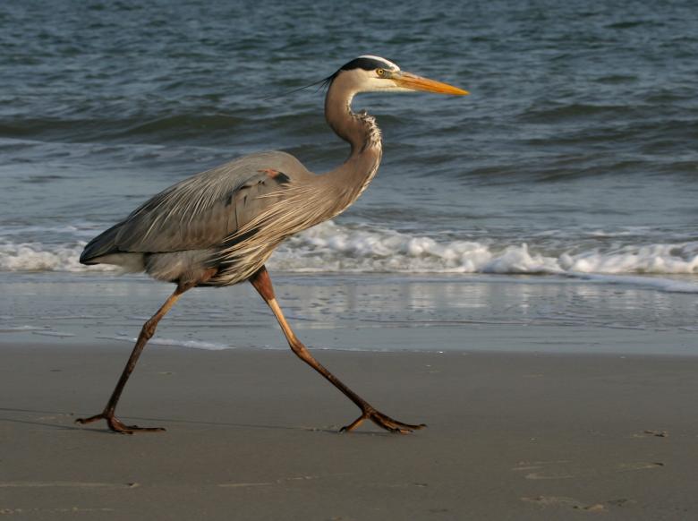 Free stock image of Blue Heron created by Pixabay