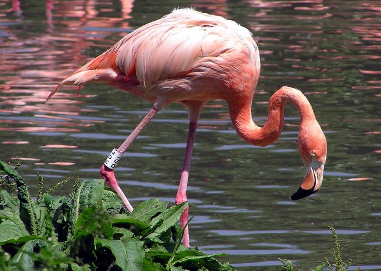 Free stock image of Flamingo Fishing created by Pixabay