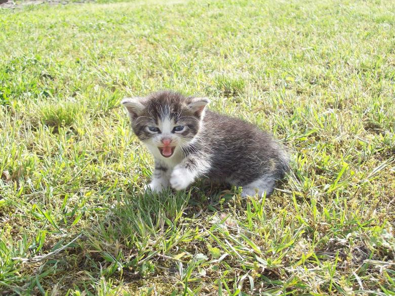 Free stock image of Little Kitten created by Pixabay