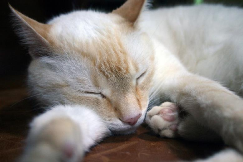 Free stock image of kitten Sleeping created by Pixabay