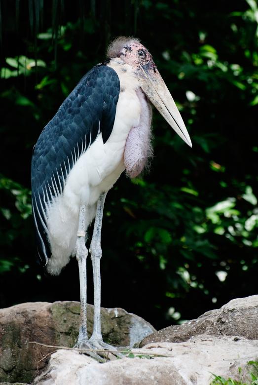 Free stock image of Marabou Stork created by Pixabay