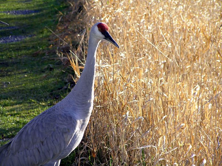 Free stock image of Sandhill Crane created by Pixabay