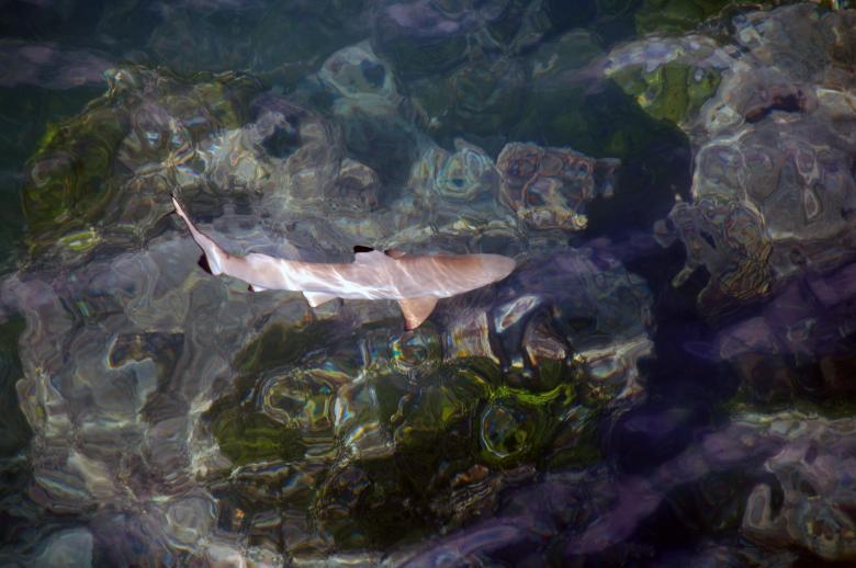 Free stock image of Shark in the Water created by Pixabay