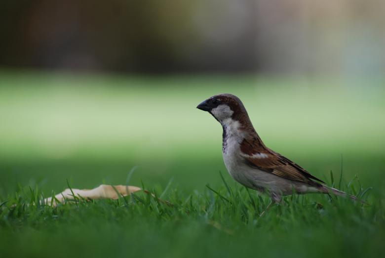 Free stock image of Tiny Sparrow created by Pixabay