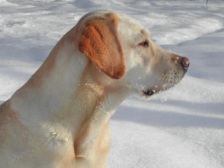 Free stock image of Labrador Retriever created by Pixabay