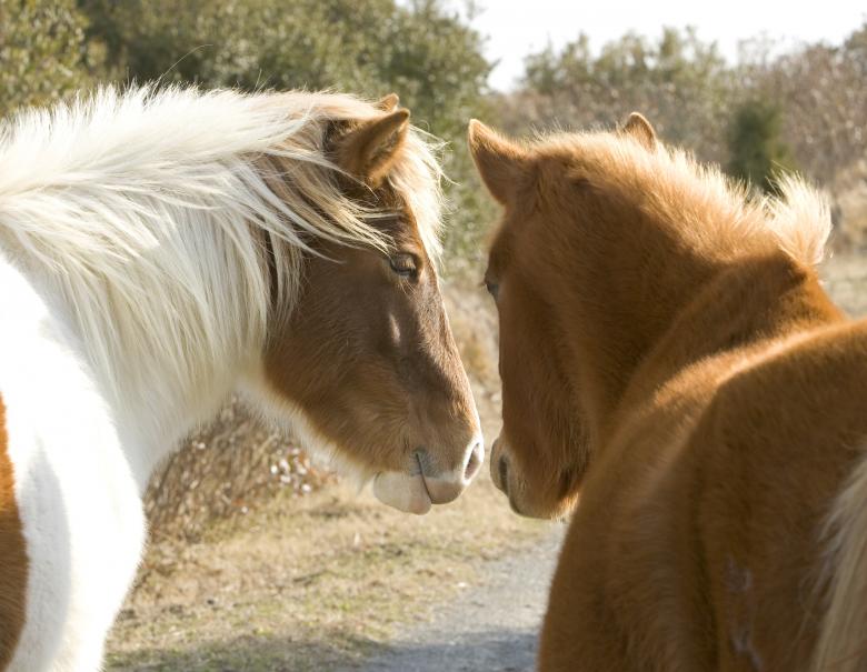 Free stock image of Wild Ponies created by Pixabay