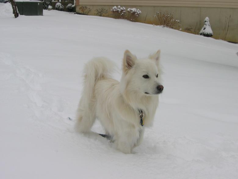 Free stock image of American Eskimo Dog created by Pixabay