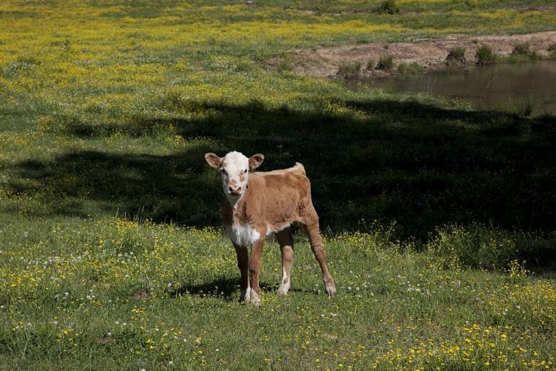 Free stock image of Little Calf created by Pixabay