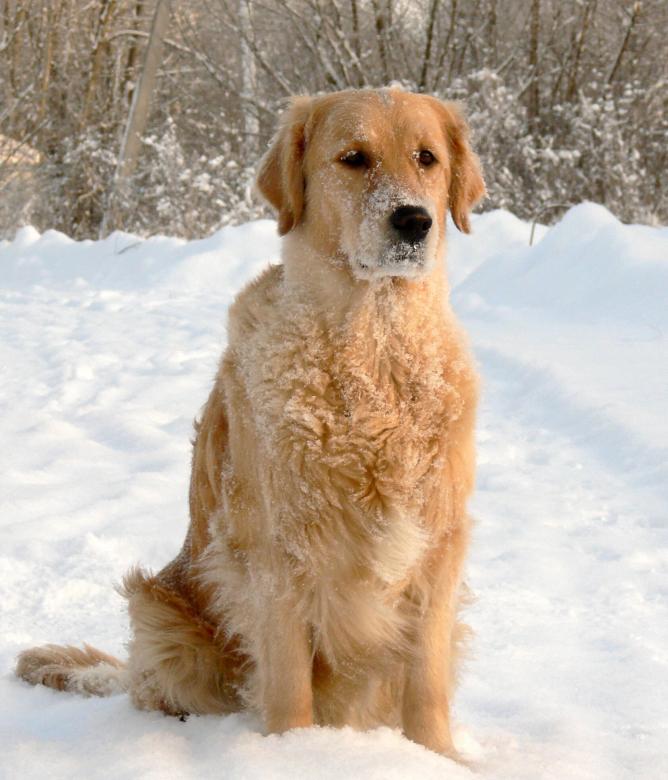 Free stock image of Dog in Winter created by Pixabay