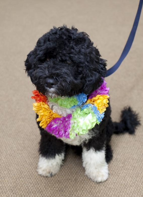 Free stock image of Black Pup created by Pixabay