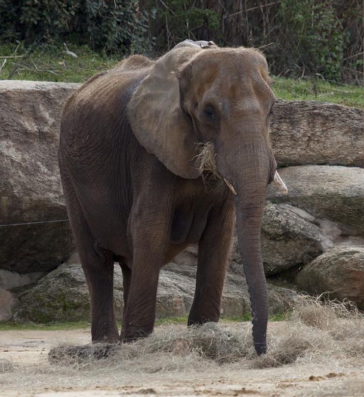 Free stock image of Elephant in the Zoo created by Pixabay