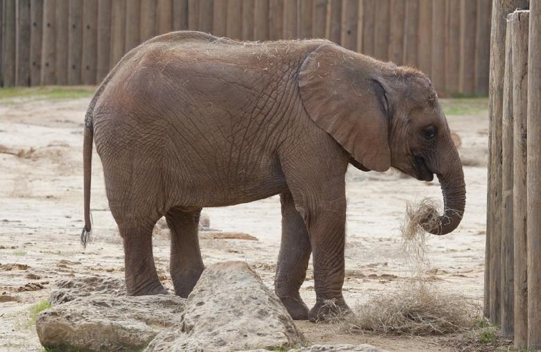 Free stock image of Elephant in the Zoo created by Pixabay