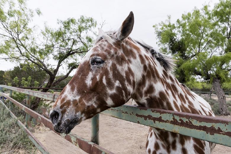 Free stock image of Horse in the Stable created by Pixabay