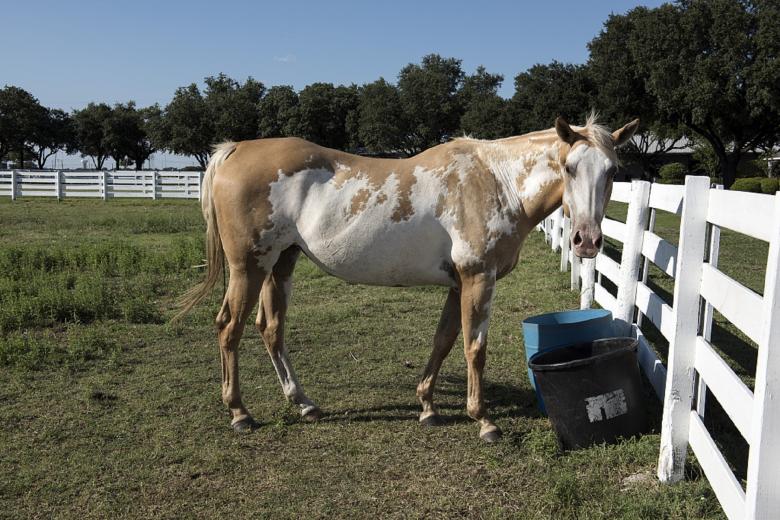Free stock image of Horse in the Stable created by Pixabay
