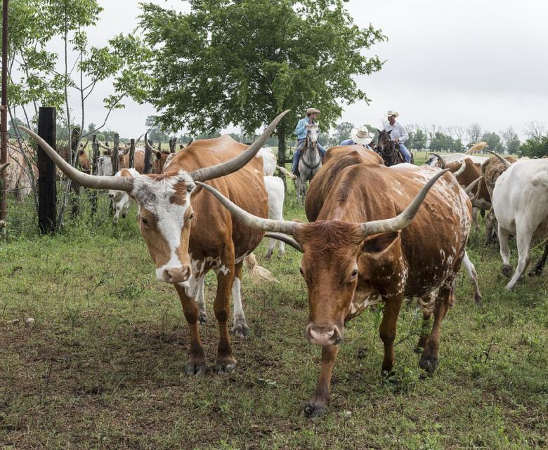 Free stock image of Longhorn Cattle created by Pixabay