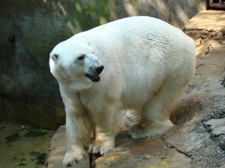 Free stock image of Polar Bear created by Pixabay