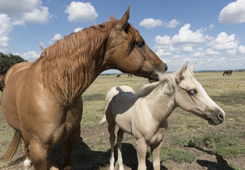Free stock image of Quarter Horses created by Pixabay