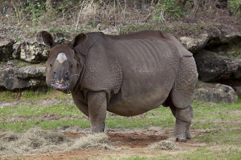 Free stock image of Wild Rhino created by Pixabay